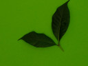 Deux feuilles sur fond vert