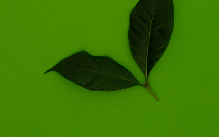 Deux feuilles sur fond vert