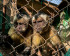 Deux petits singes enfermés dans une cage