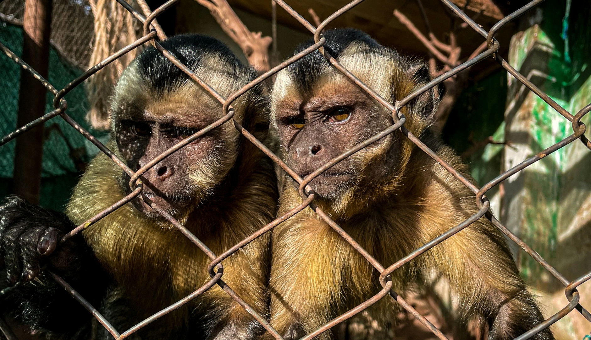 Deux petits singes enfermés dans une cage