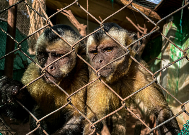 Deux petits singes enfermés dans une cage