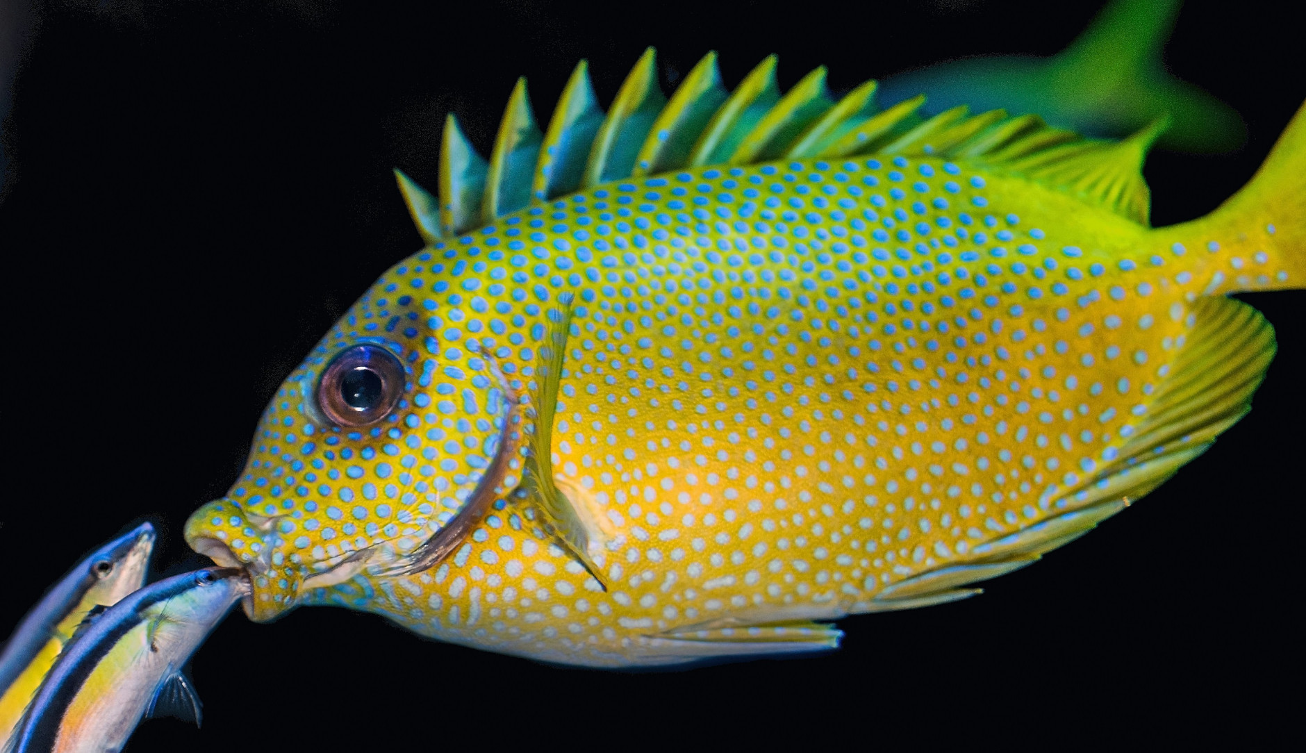 Poisson d'avril