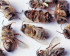 Abeilles mortes