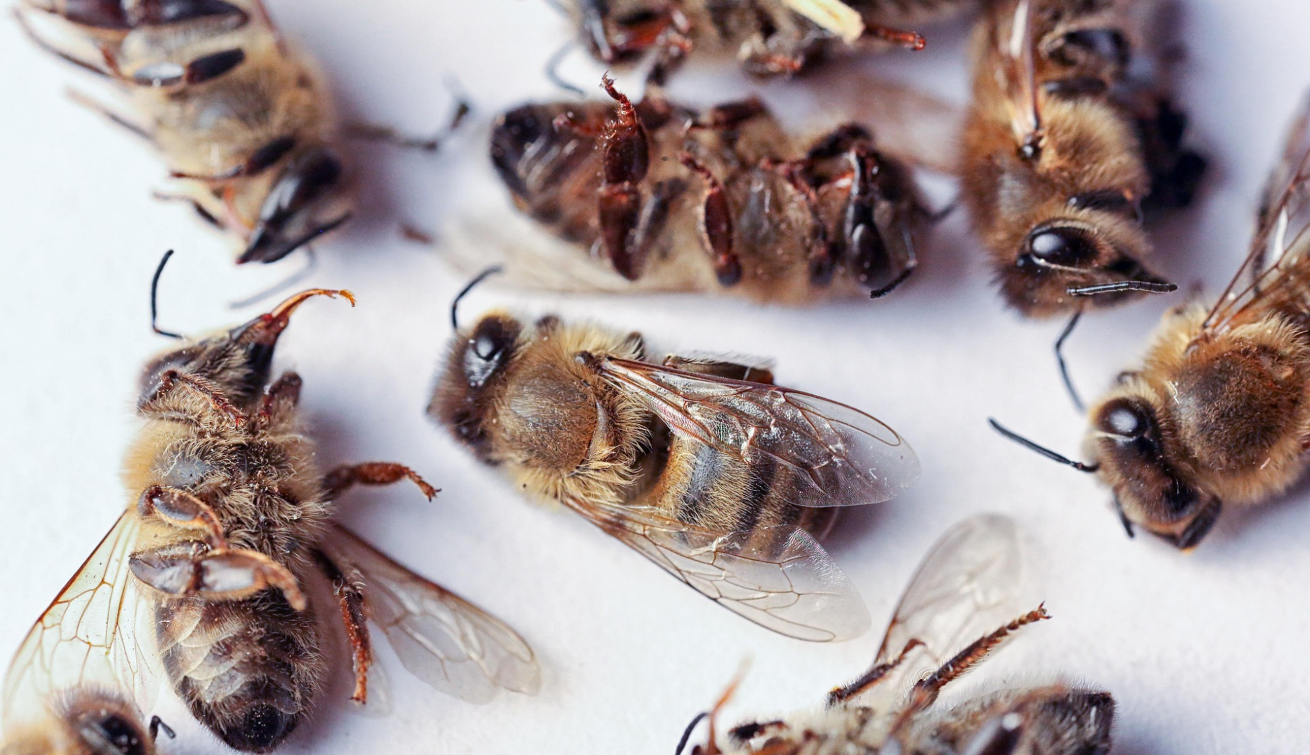 Abeilles mortes
