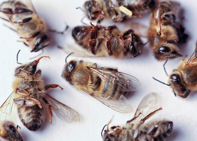 Abeilles mortes