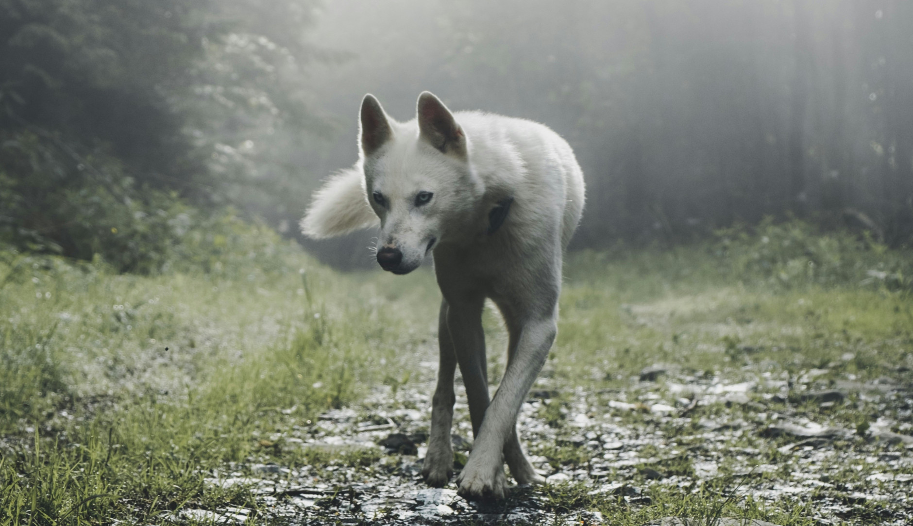 wolf walking on forest path