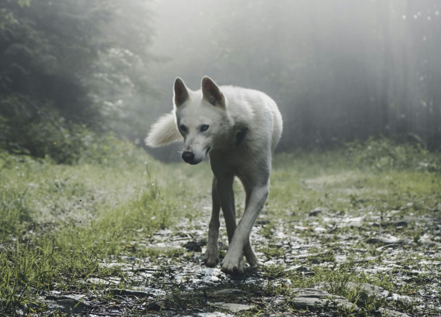 wolf walking on forest path