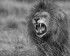 lion rugissant