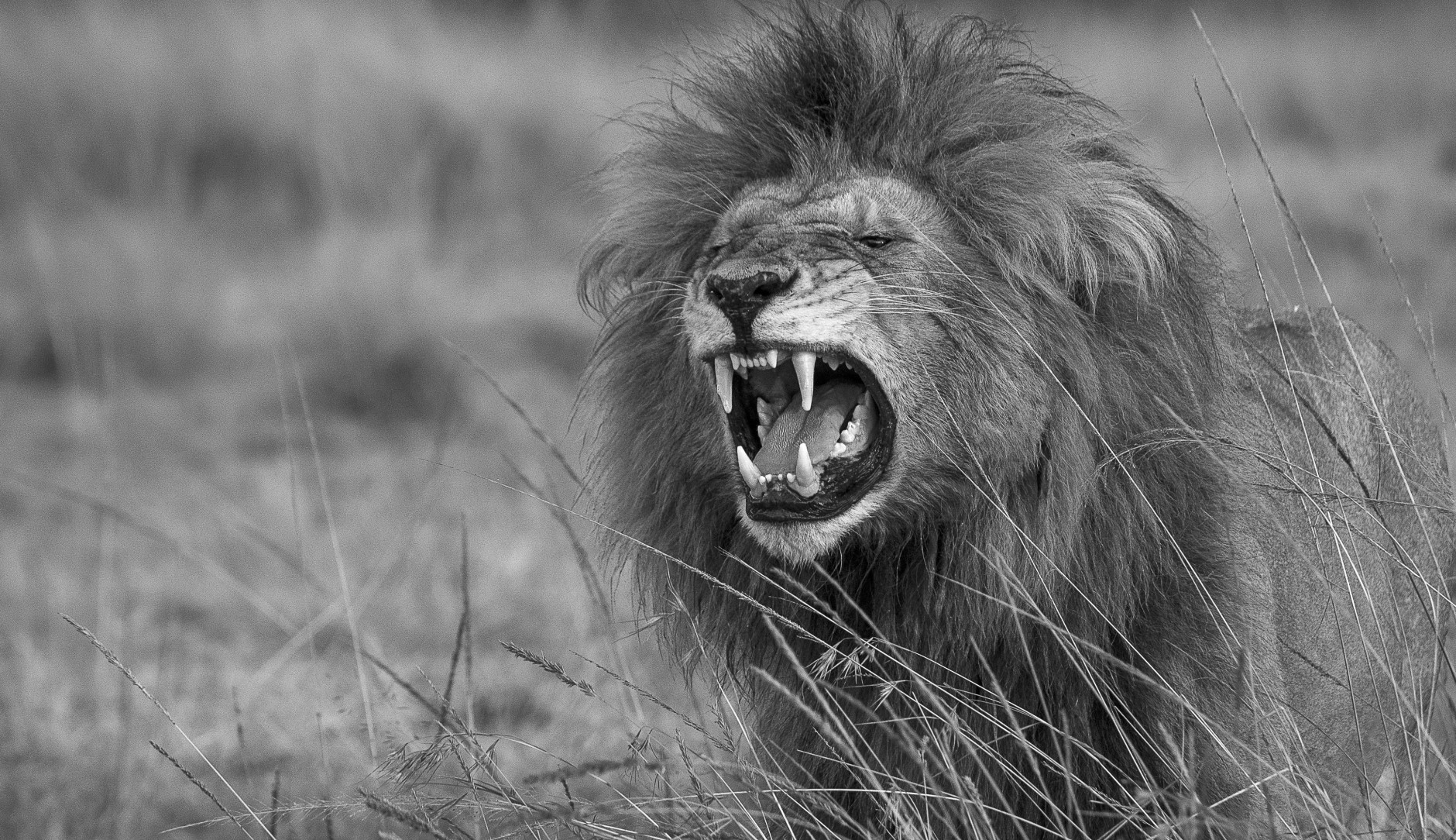 lion rugissant