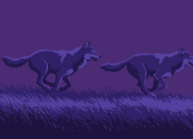 Les loups à la chasse