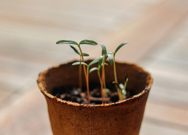 Sprouting plants
