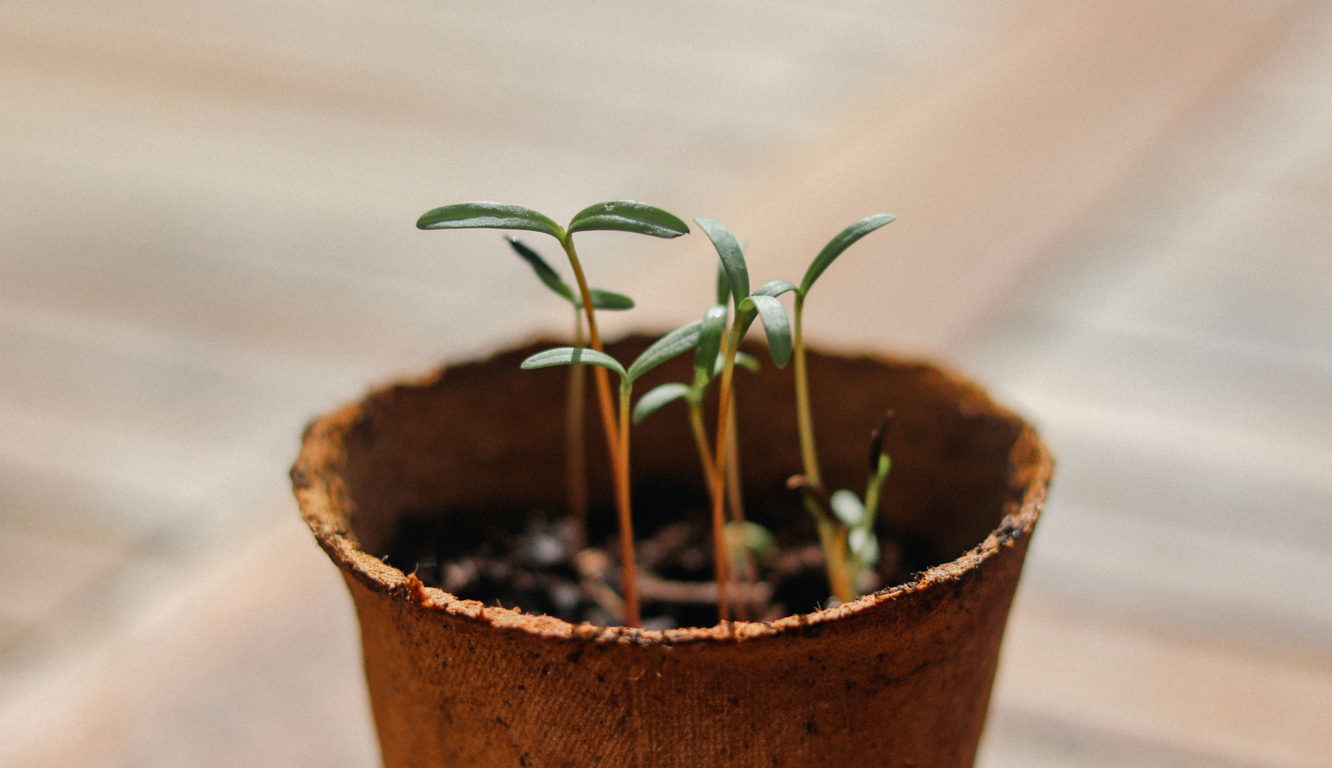 Sprouting plants