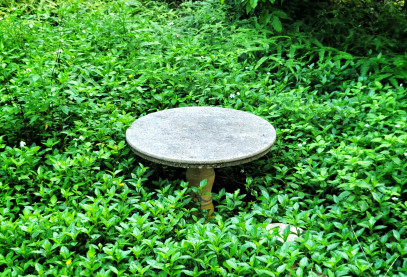 Table ronde entourée de feuilles vertes