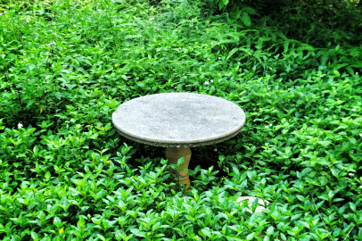 Table ronde entourée de feuilles vertes