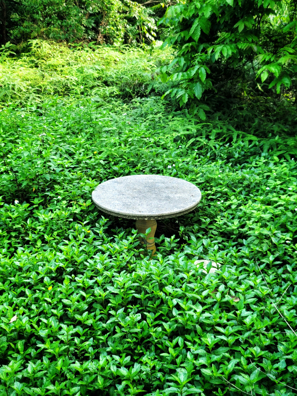 Table ronde entourée de feuilles vertes