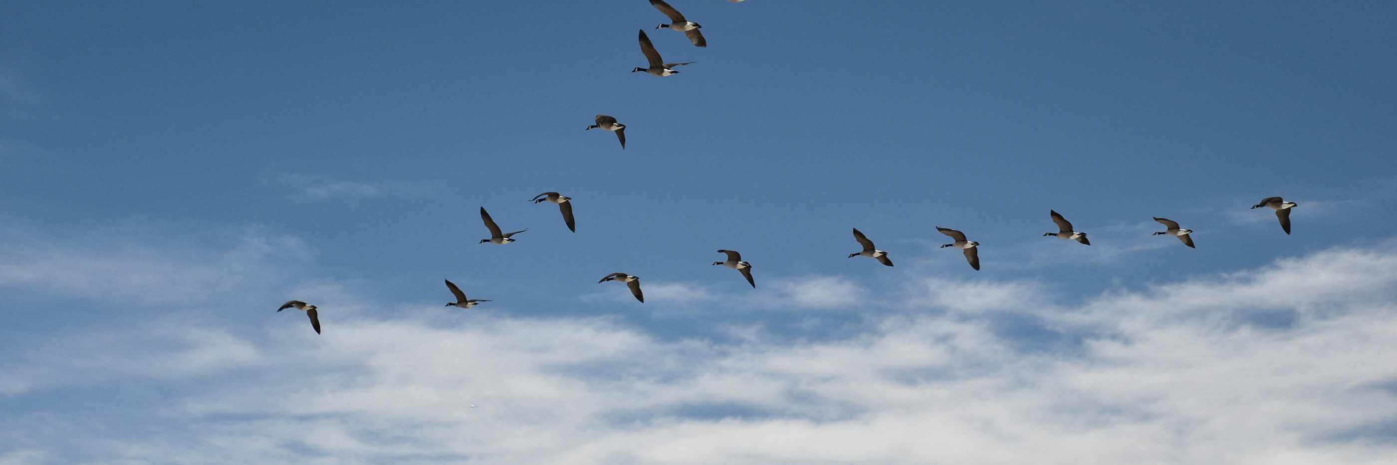 Oies du Canada volant en formation en V