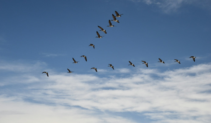 Oies du Canada volant en formation en V