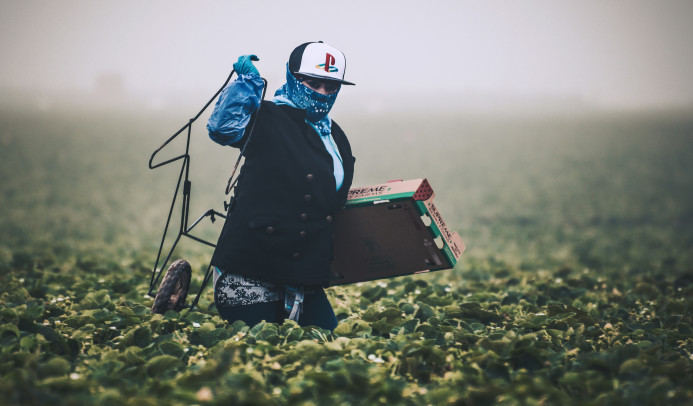 Un cueilleur de légumes masqué dans un immense champ